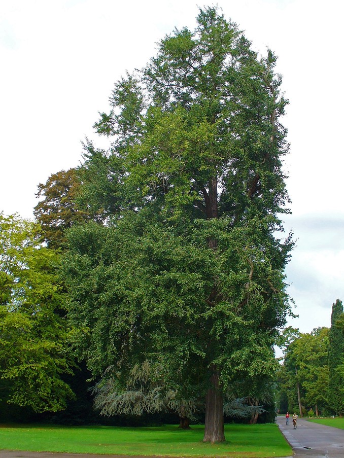 © H. Zell. CC BY-SA 3.0, Hivatkozás